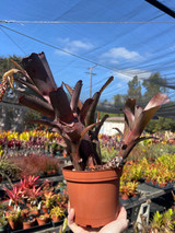 Aechmea nudicaulis v. aurea rosea