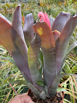 Billbergia 'Smokey Rose'