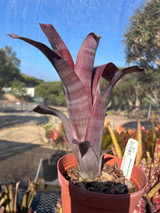Billbergia 'Smokey Rose' Billbergia 'Smokey Rose'
