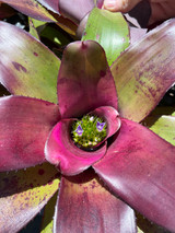 Neoregelia Lambert #12