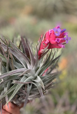 Tillandsia Purple Frost (T. neglecta x meridionalis) - Bird Rock