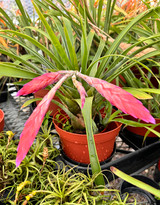 Tillandsia rhodosticta