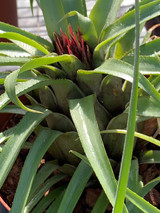 Aechmea recurvata 'Terrific'