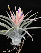 Tillandsia Sitting Pretty - (T. streptophylla x paucifolia (paucifolioides))