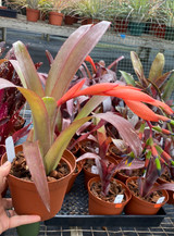 ブロメリア・エアープランツ Billbergia Bunniss Factor Billbergia Bunniss Factor - Bird Rock Tropicals