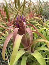 Tillandsia streptophylla x brachycaulos (abdita)