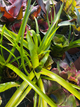 Neoregelia Golden  Chalice