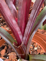 Neoregelia Bird Rock