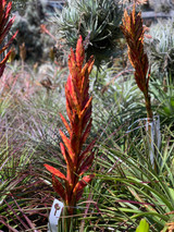 Tillandsia polita v. elongata