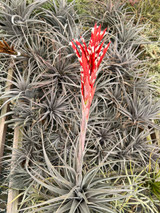 Tillandsia duratii (giant clone) - Bird Rock Tropicals
