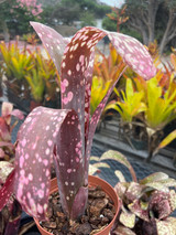Billbergia Domingos Martin (Pink Clone) - Bird Rock Tropicals