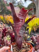 Billbergia Don’s Blest ① Billbergia Don's Blest ① Don Beadle Hybrid – Andys Bromeliads