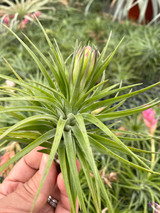 Tillandsia Green Star