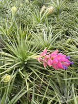 Tillandsia Dark Star - Bird Rock Tropicals