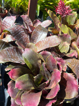 Aechmea fasciata v. purpurea (Dark Clone) Aechmea fasciata v. purpurea (Dark Clone)