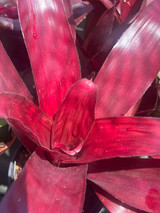 Neoregelia roseo-striata x johannis 'rubra'