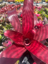 Neoregelia roseo-striata x johannis 'rubra'
