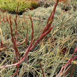 Tillandsia albida x intermedia