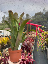 Billbergia Esther