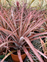 Tillandsia capitata (rubra/narrow leaf)