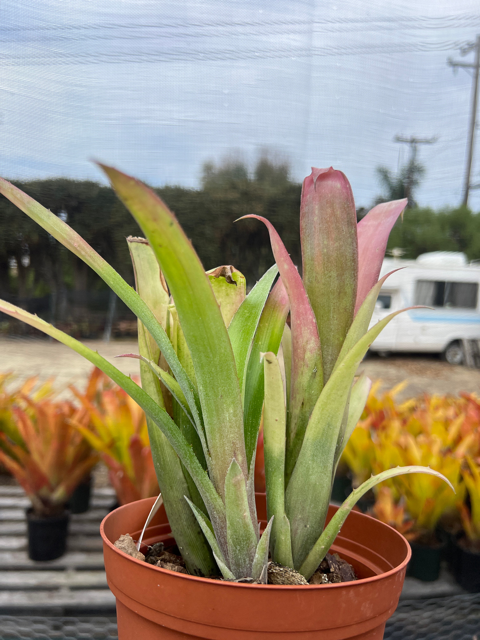 Billbergia nutans (large form)