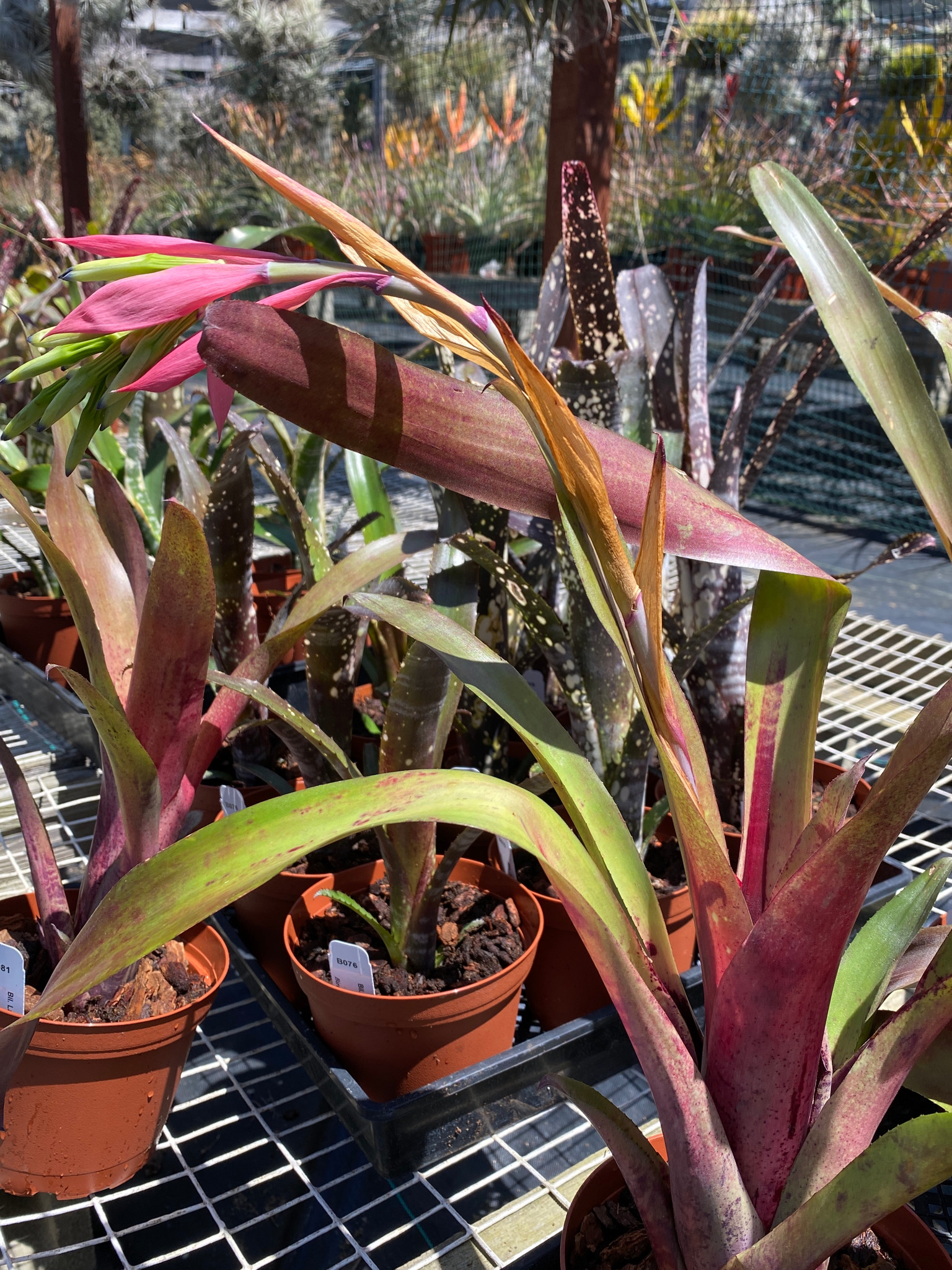 Billbergia 'Lambada' Don Beadle - 観葉植物