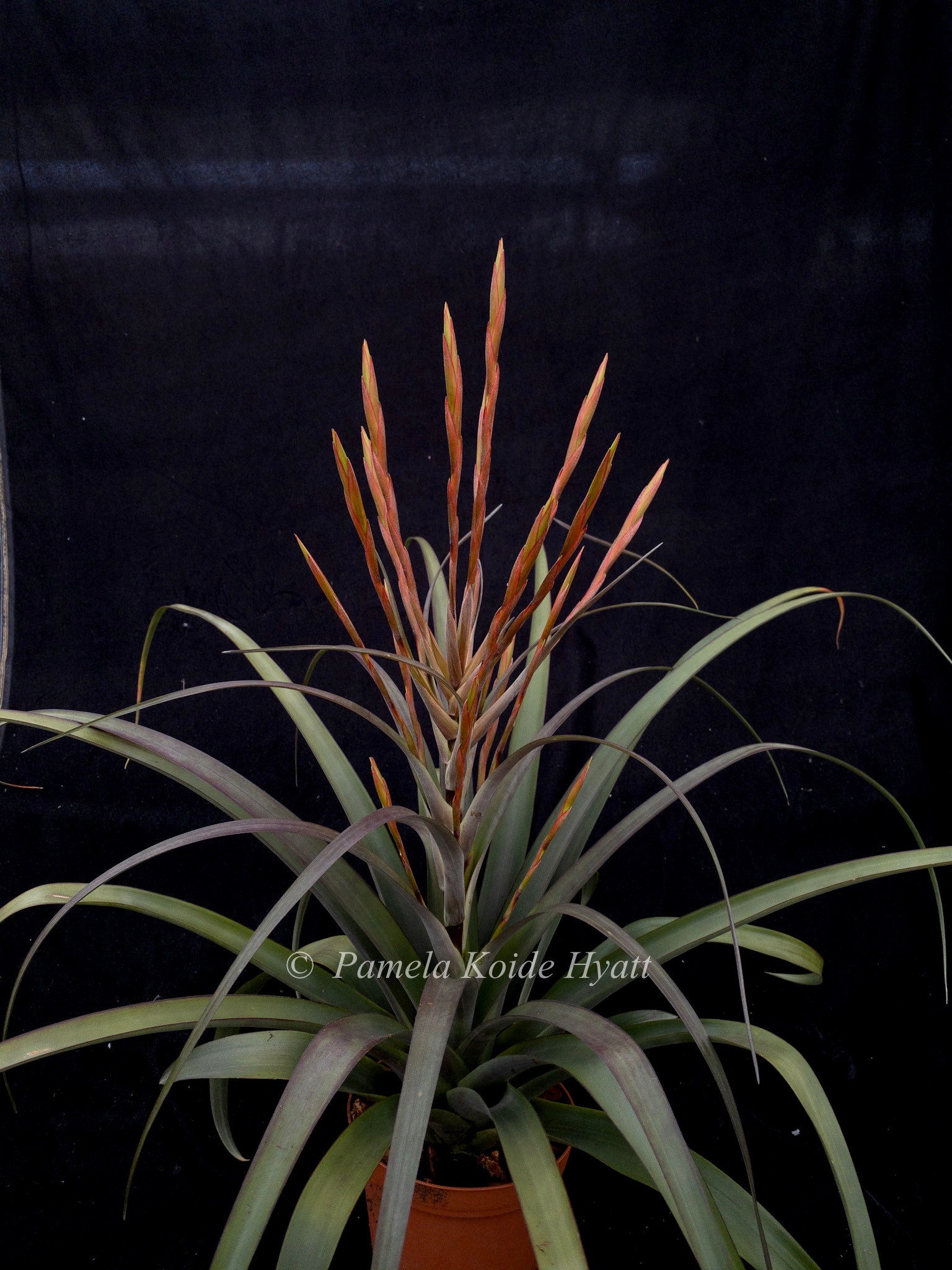Tillandsia flabellata v. viridifolia (Giant Form, green) - Bird