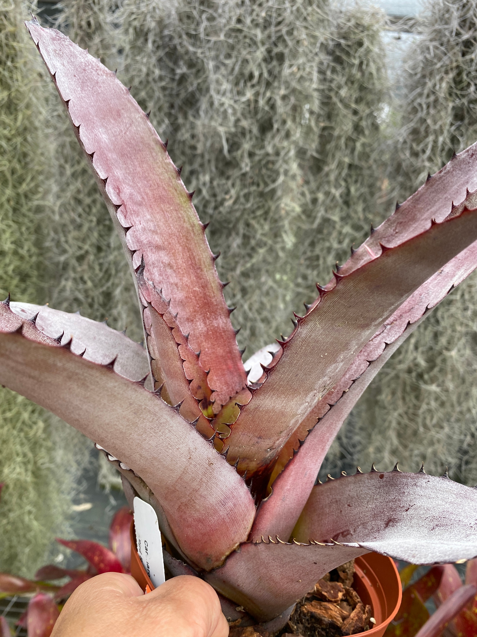Neoregelia Carcharodon Giant