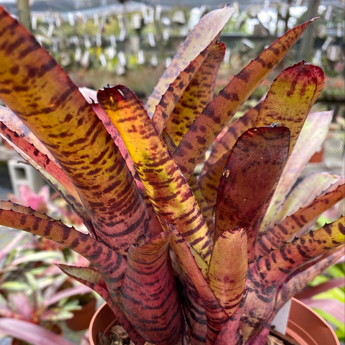 選抜極美)Neoregelia 'Hannibal Lector'ネオレゲリア 選抜極美)Neoregelia 'Hannibal Lector'ネオレゲリア