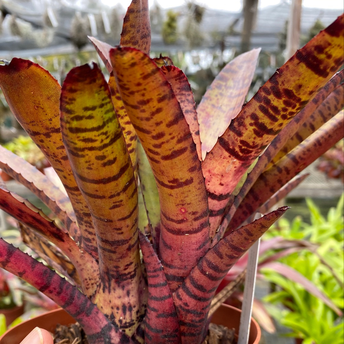 Neoregelia Hannibal Lector x rubrifolia - Bird Rock Tropicals