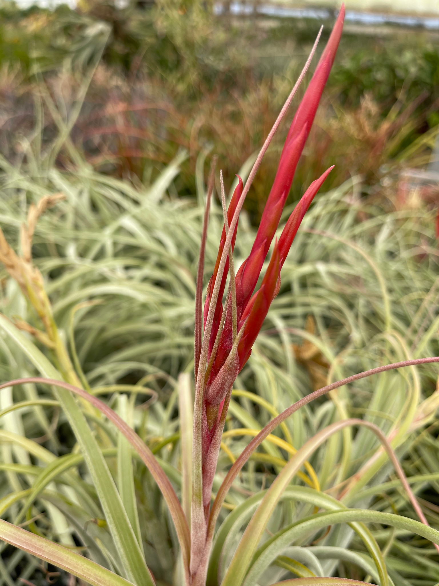 Tillandsia BC x caput Sonoran YCB子株 Tillandsia BC x caput
