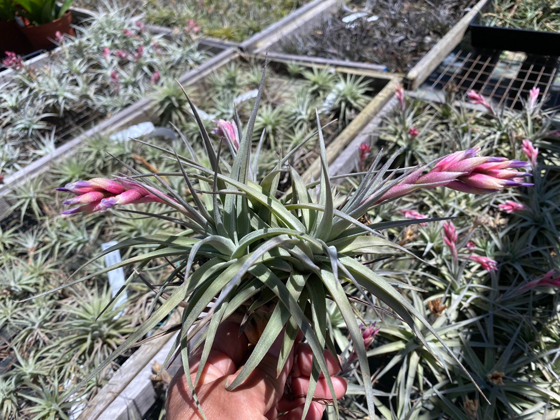 Tillandsia Dick Rutan (T. aeranthos x ixioides) - Bird Rock Tropicals
