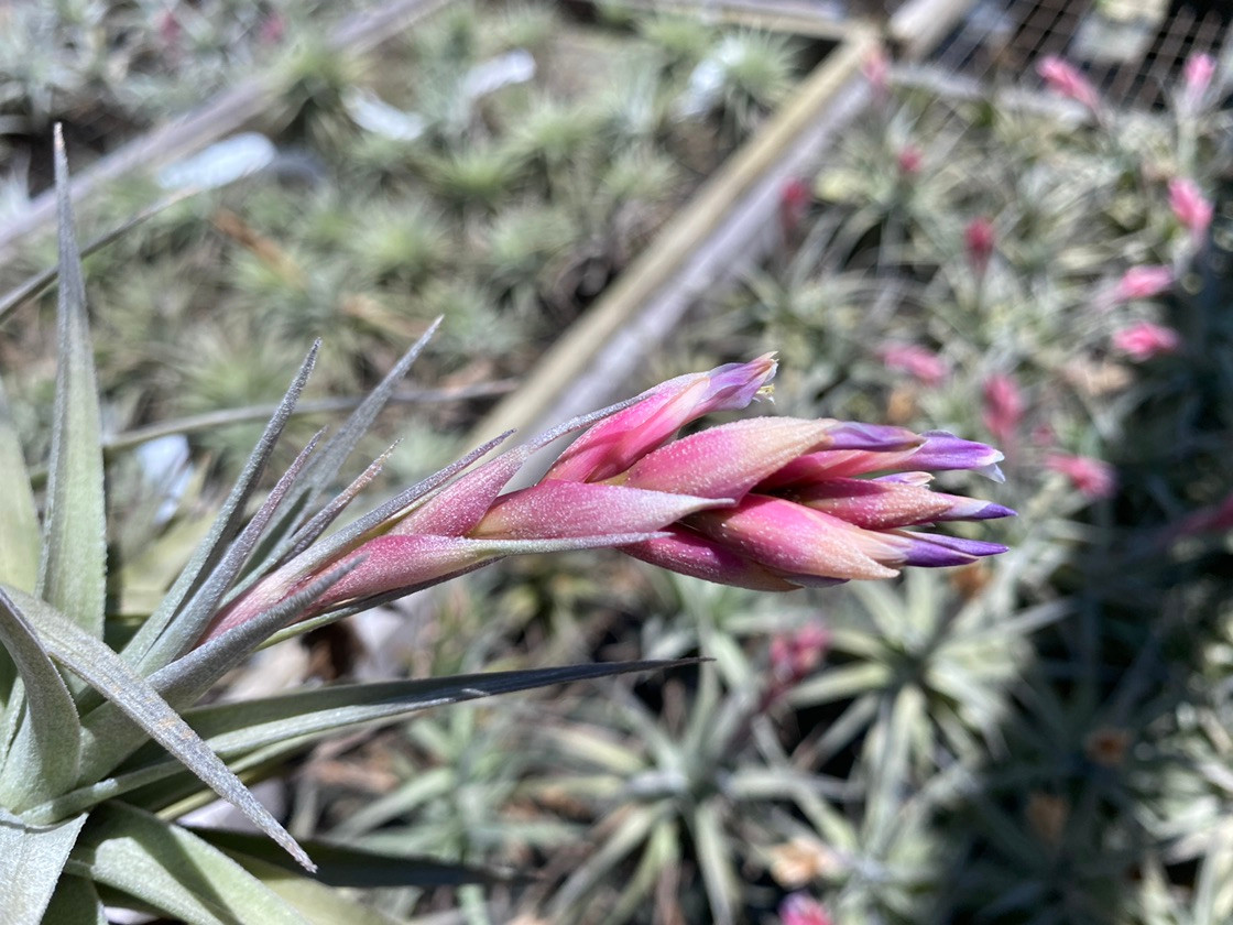 Tillandsia Dick Rutan (T. aeranthos x ixioides) - Bird Rock Tropicals