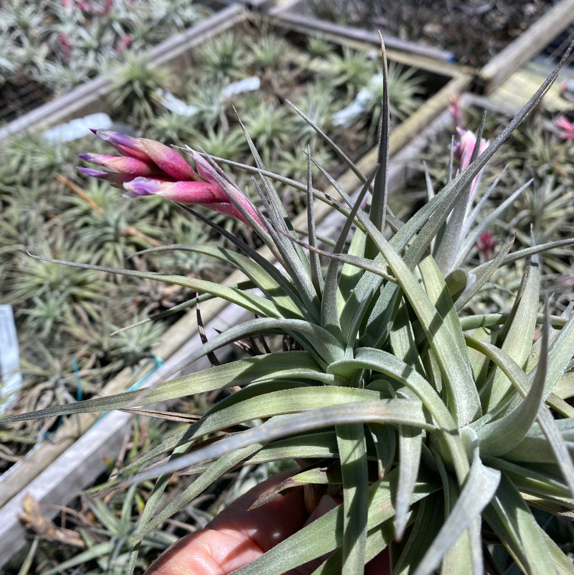 Tillandsia Dick Rutan (T. aeranthos x ixioides) - Bird Rock Tropicals