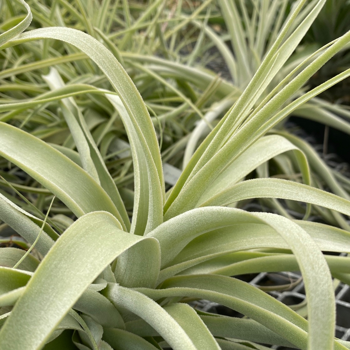 Tillandsia straminea 'Deep Purple' - Bird Rock Tropicals