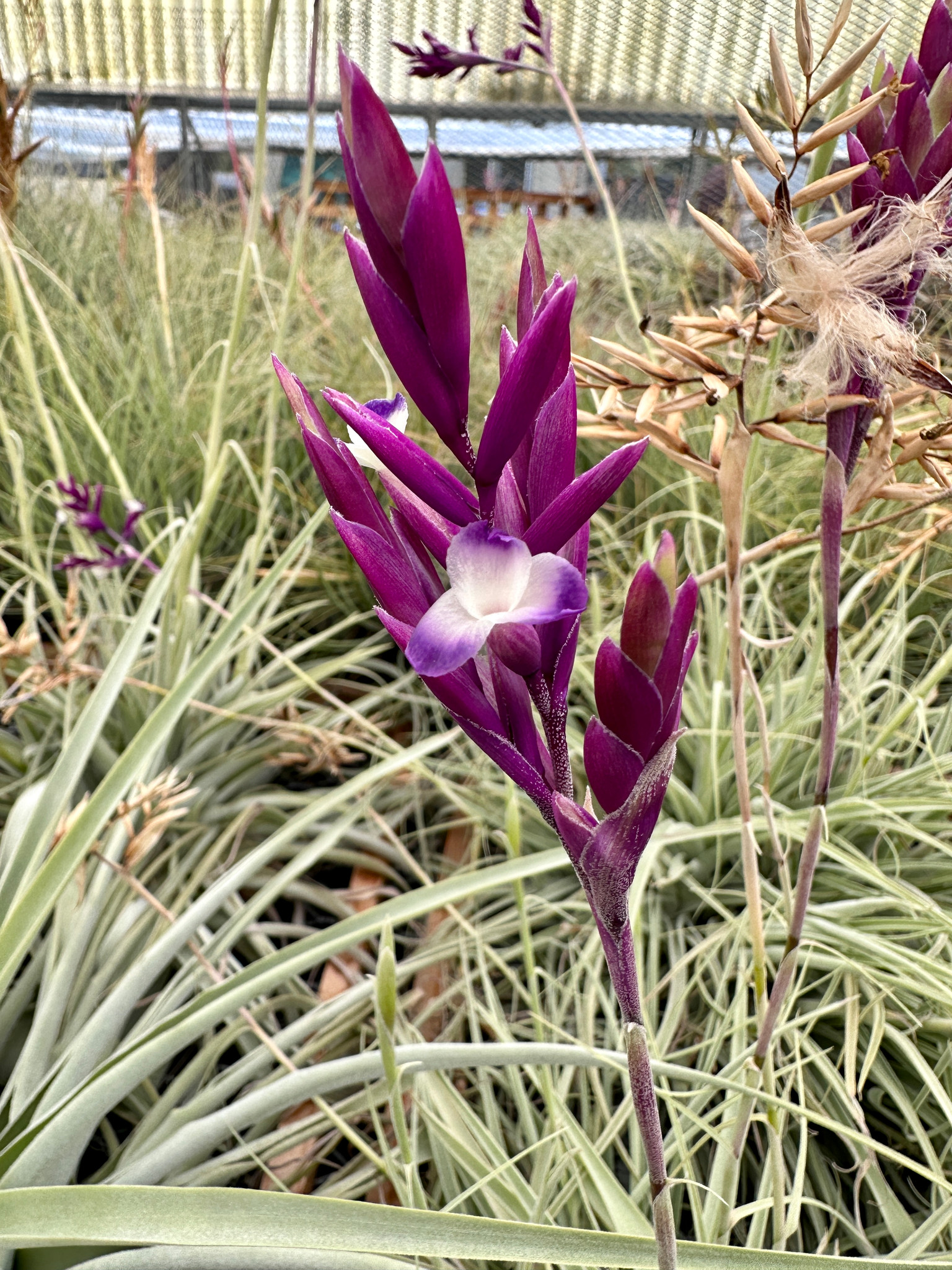 メ*ボ様 Tillandsia straminea 'Deep Purple' Tillandsia straminea 'Deep Purple' - Bird Rock Tropicals