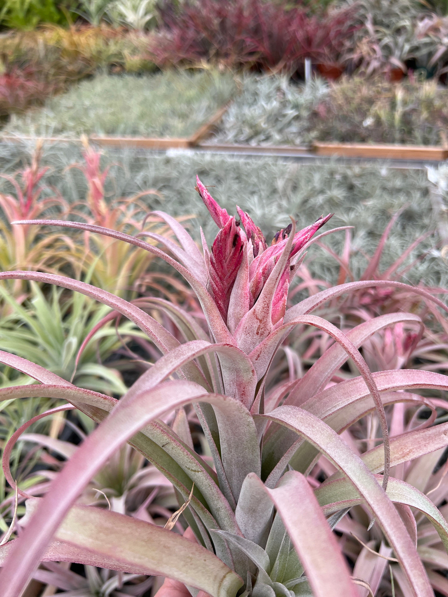チランジア Coconut Grove Tillandsia Coconut Grove (T. chiapensis X capitata 'Red