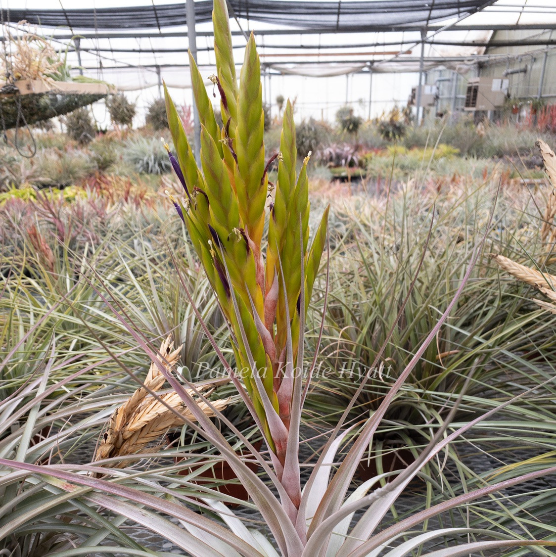 Tillandsia fasciculata aff. 'Paulo' - Bird Rock Tropicals