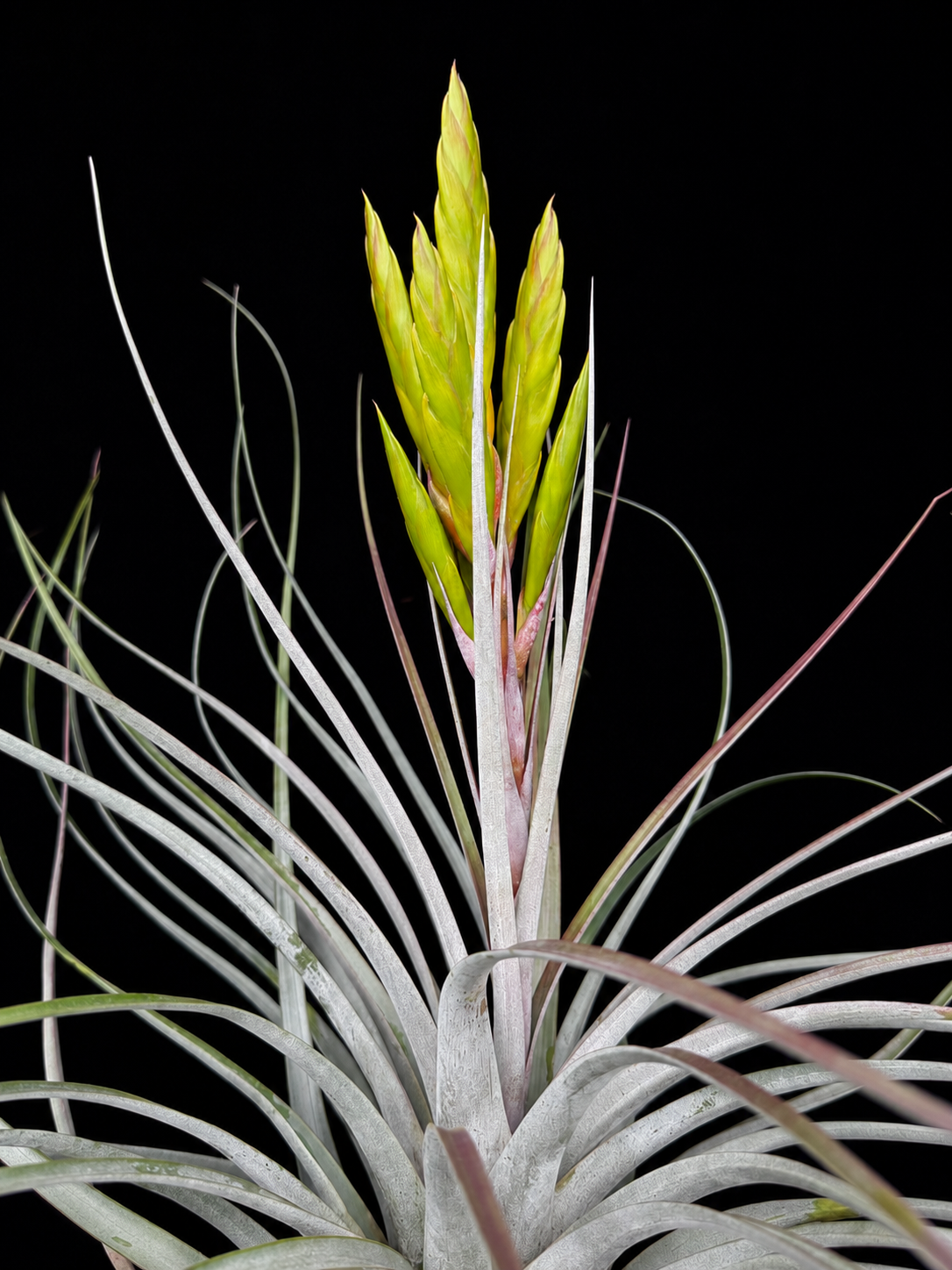 Tillandsia fasciculata aff. 'Paulo' - Bird Rock Tropicals