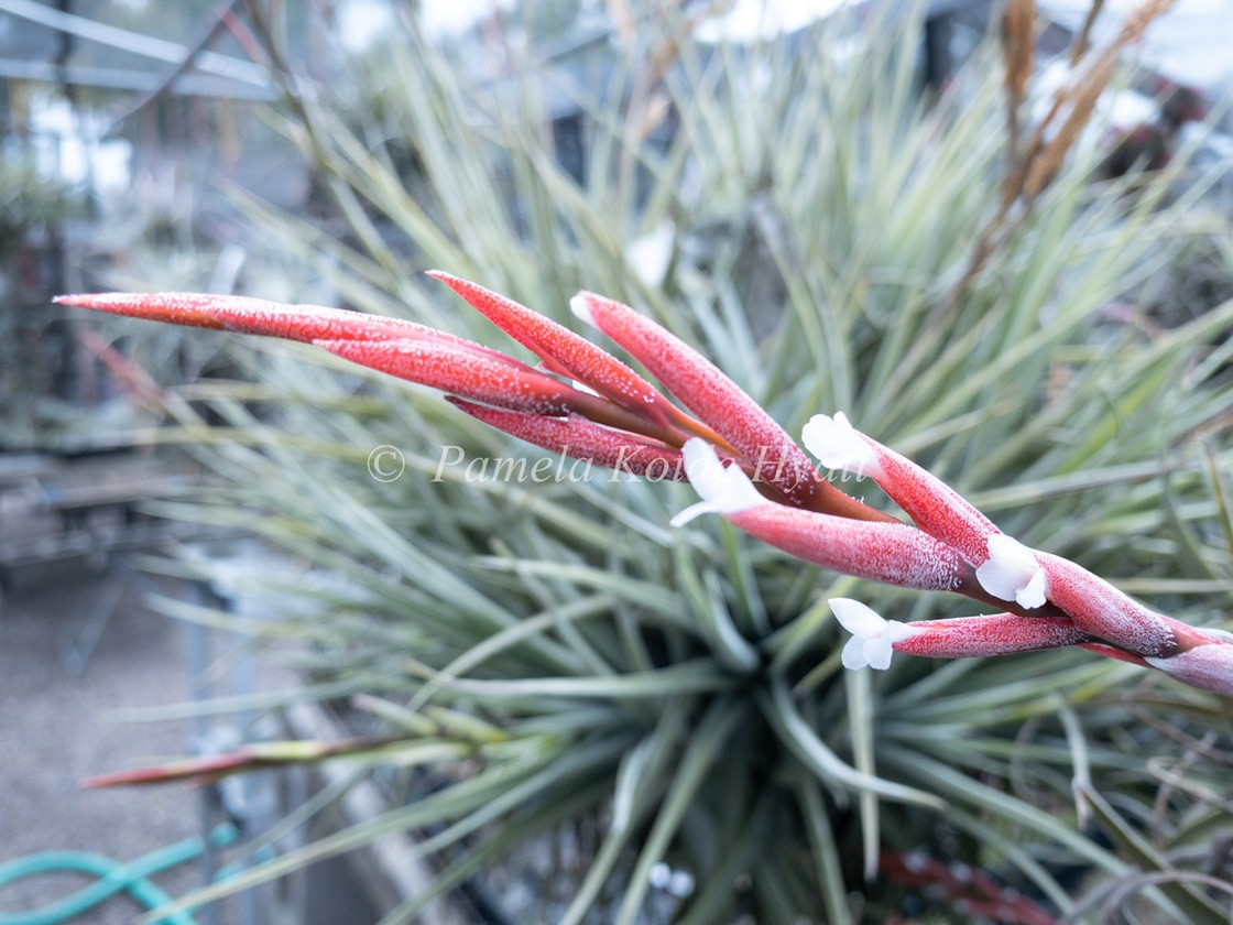 Tillandsia didisticha x recurvifolia v. subsecundifolia - Bird