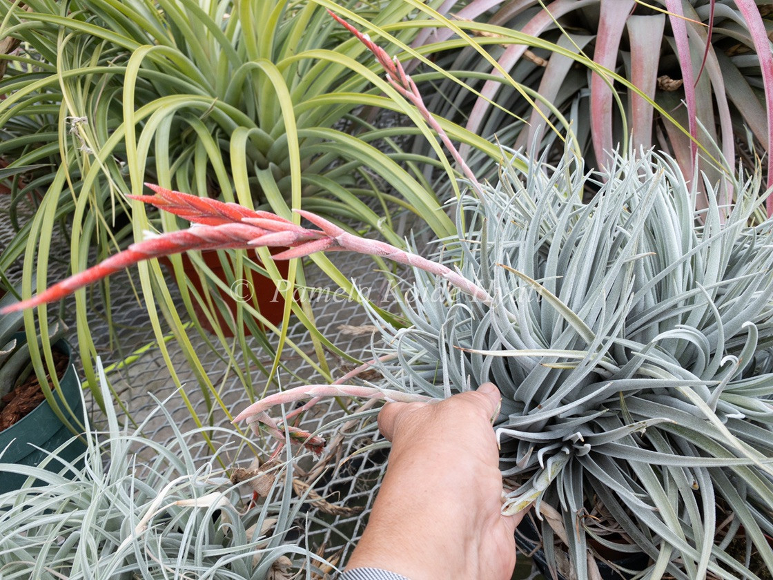 Tillandsia didisticha x recurvifolia v. subsecundifolia - Bird