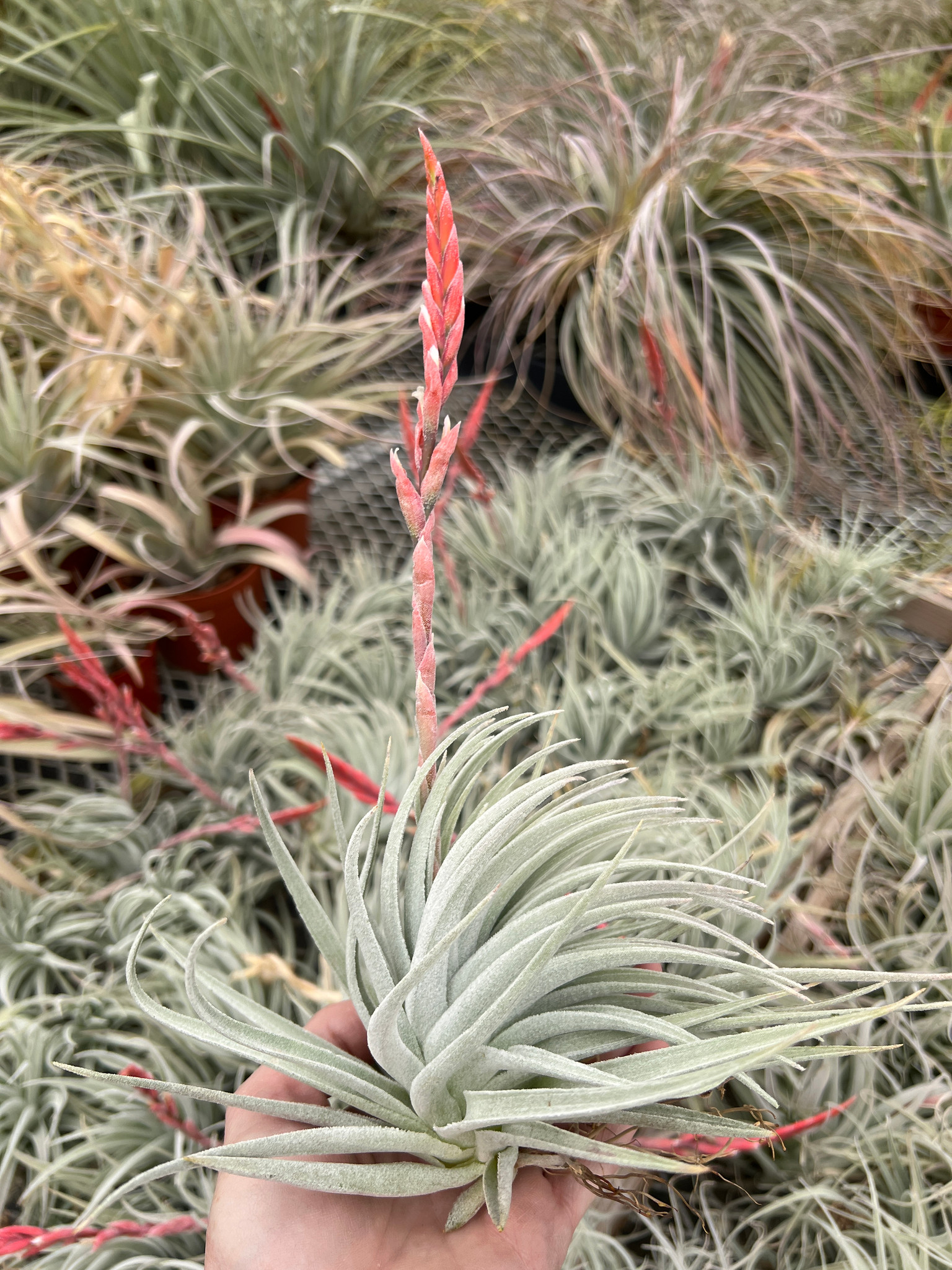 Tillandsia didisticha x recurvifolia v. subsecundifolia - Bird