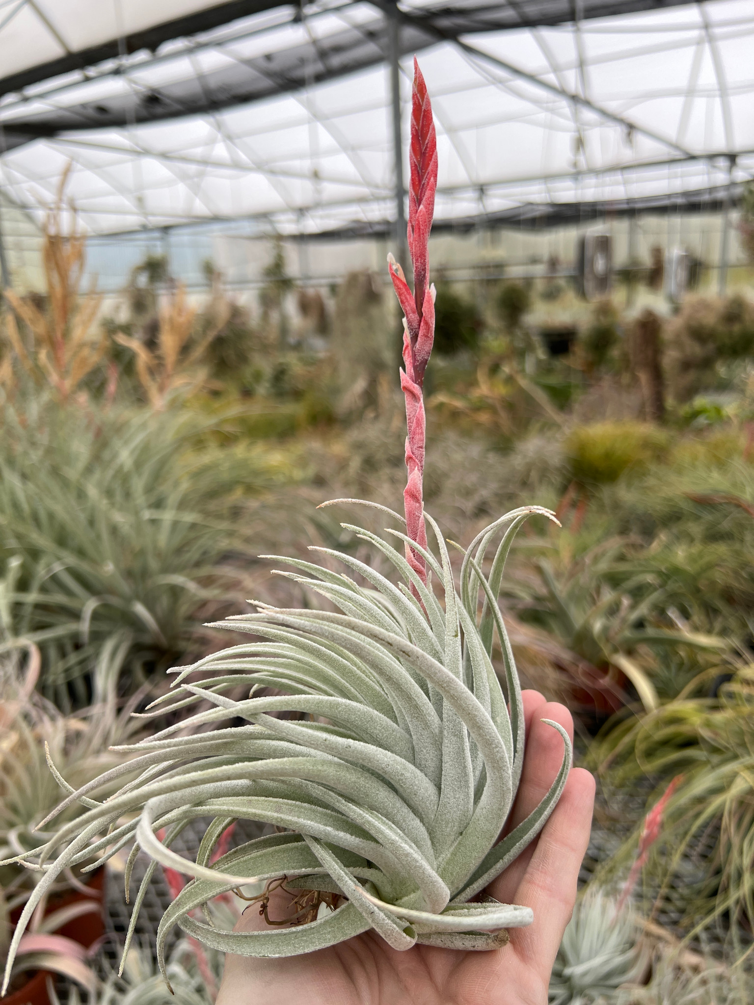 Tillandsia didisticha x recurvifolia v. subsecundifolia - Bird