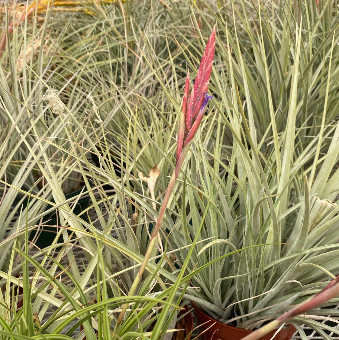 Tillandsia koehresiana - Bird Rock Tropicals