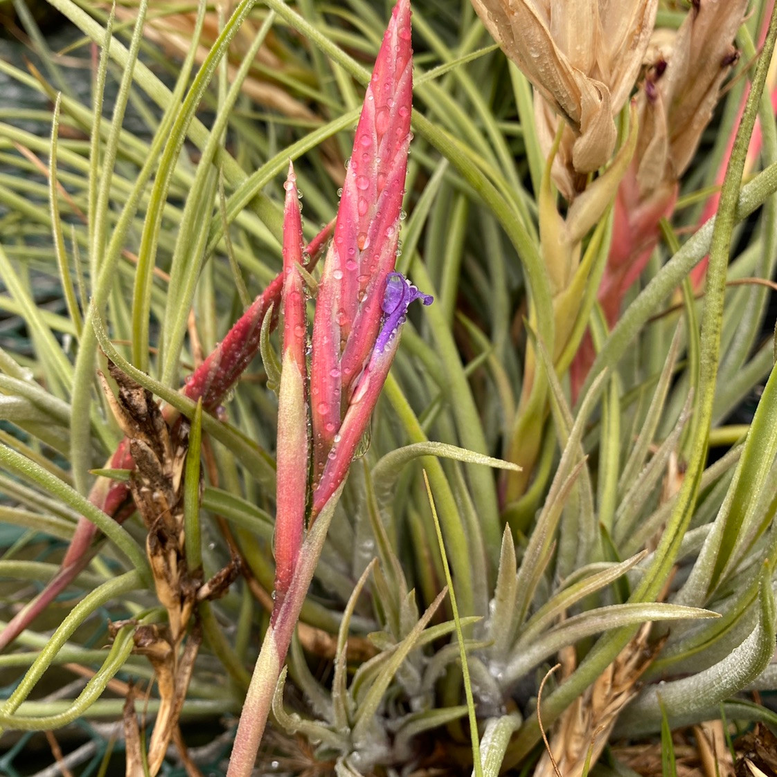 Tillandsia koehresiana - Bird Rock Tropicals