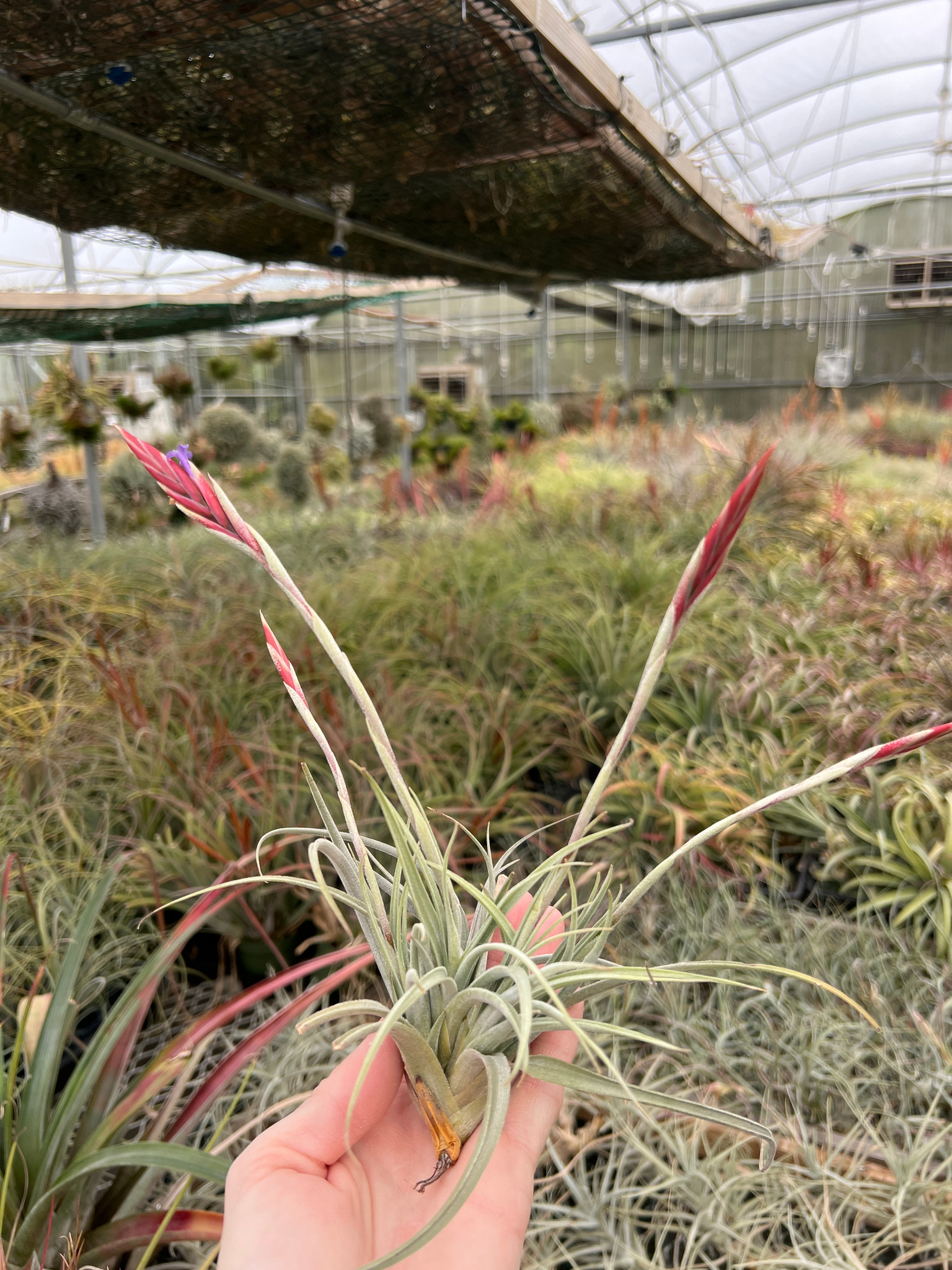 Tillandsia koehresiana - Bird Rock Tropicals