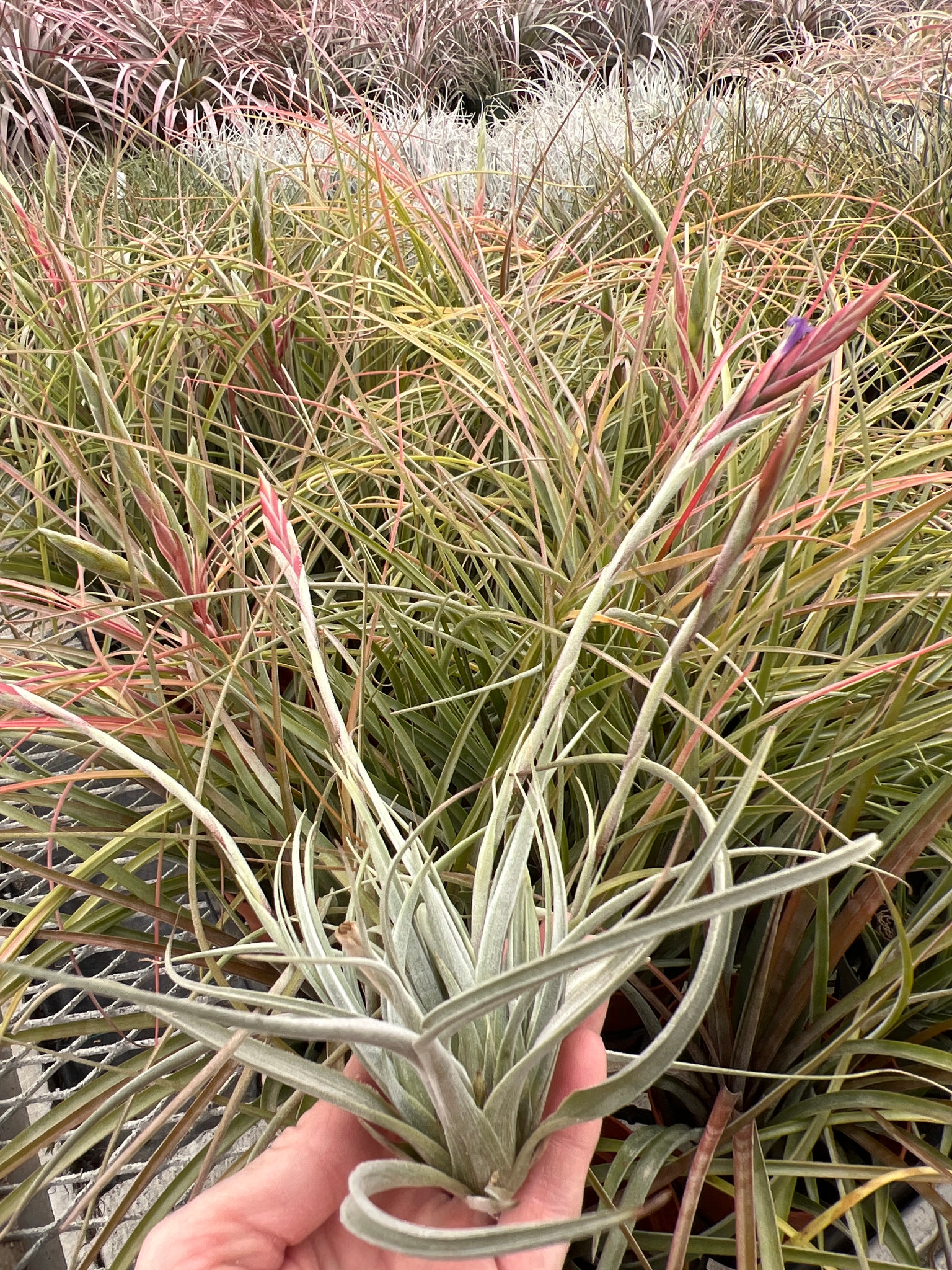 Tillandsia koehresiana - Bird Rock Tropicals