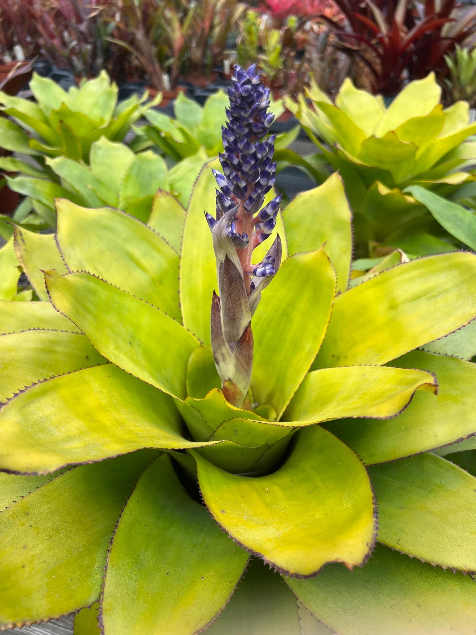 Bromelia Aechmea recurvata Cardinalis - una finca de familia Bromelia Aechmea recurvata Cardinalis - una finca de familia