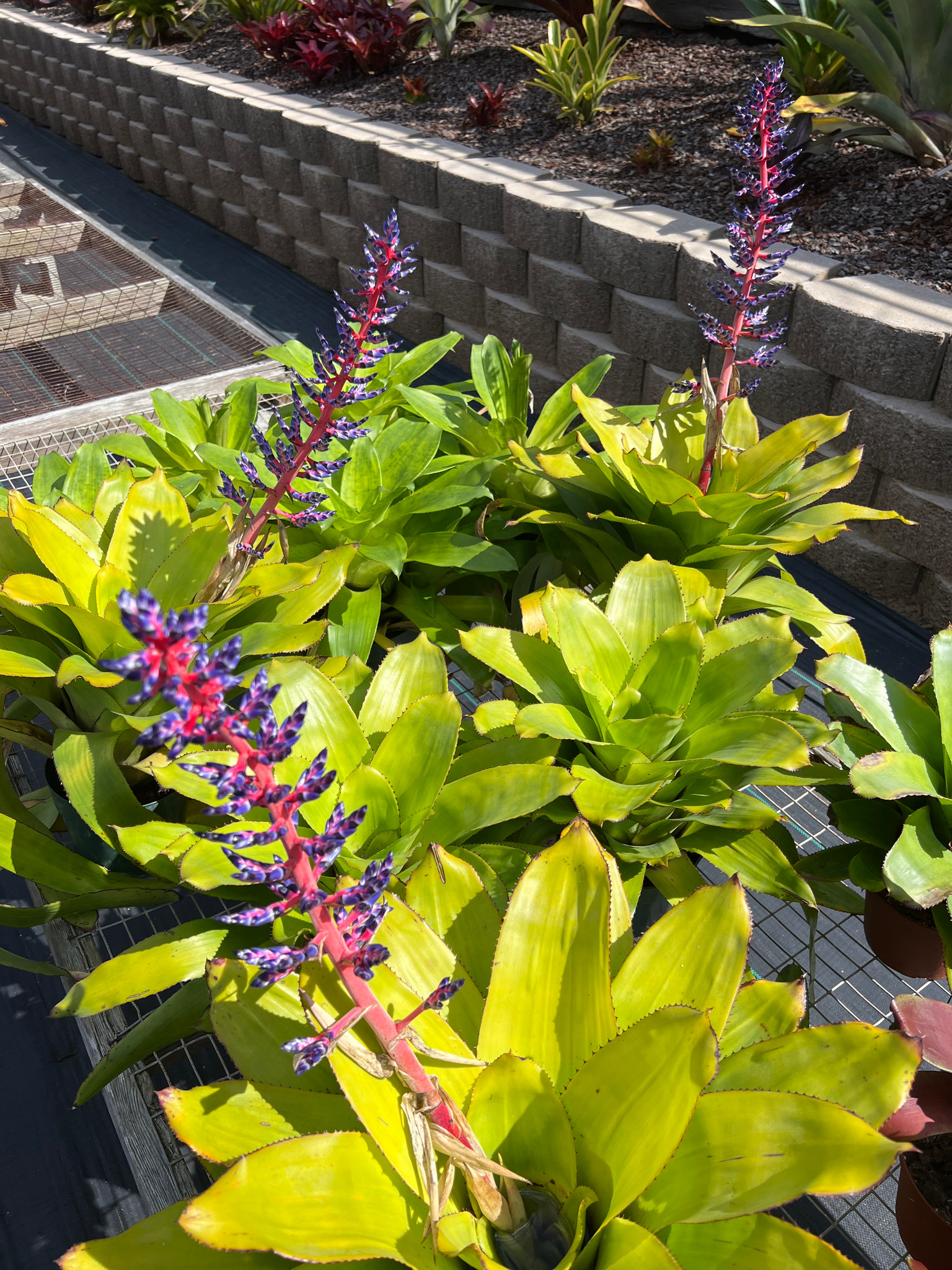 Aechmea Del Mar