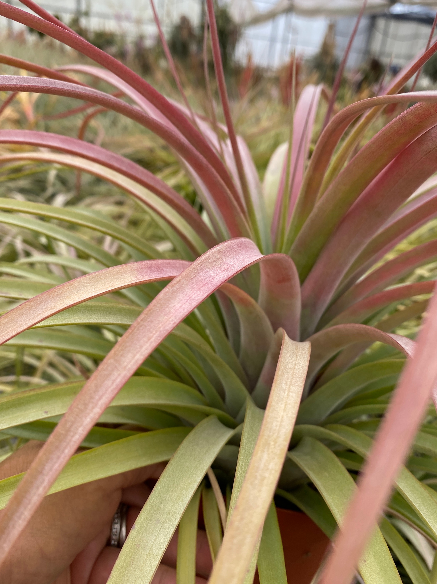 Tillandsia brachycaulos x xerographica - Bird Rock Tropicals